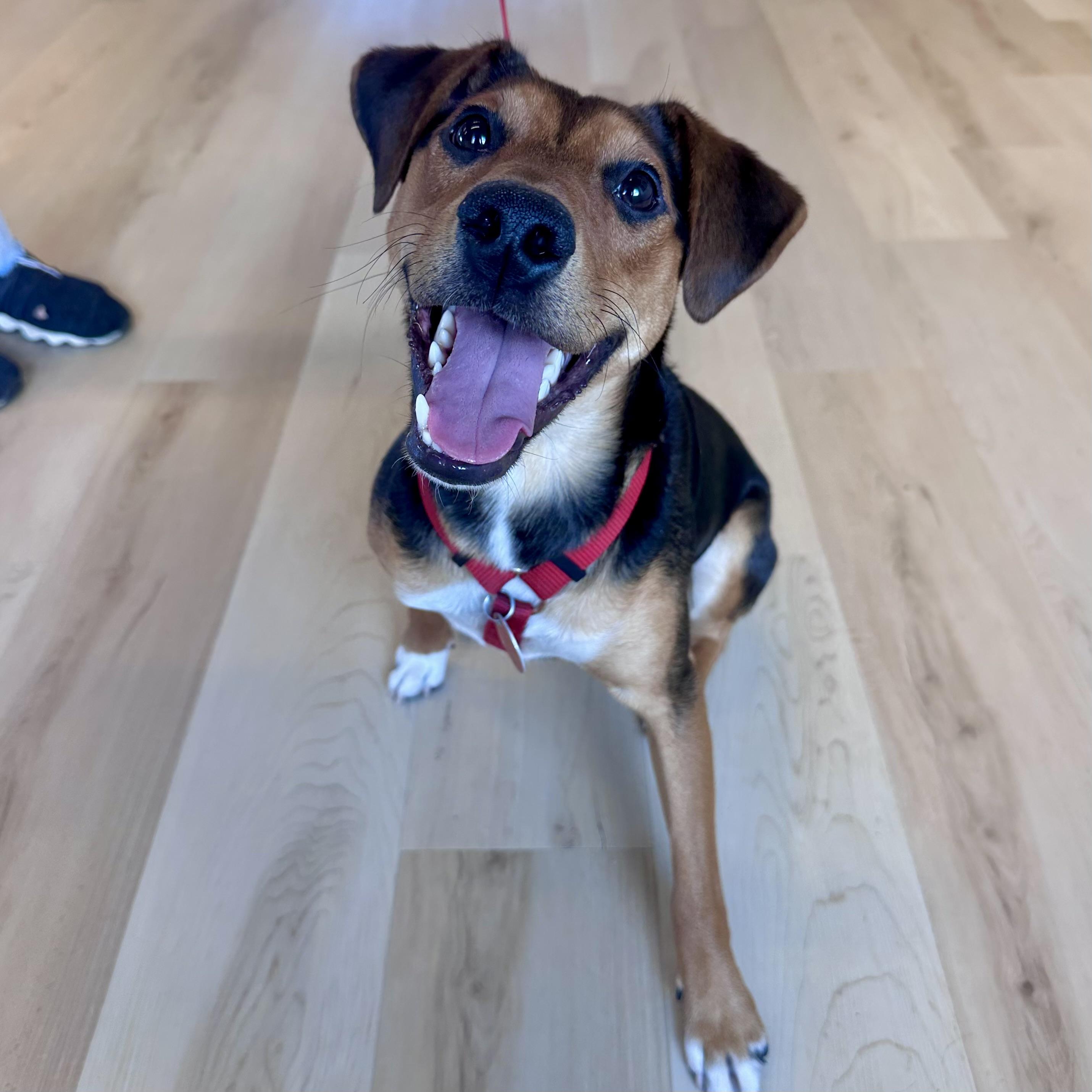 Marty, an adopted mixed breed in Prior Lake, MN image 3/6