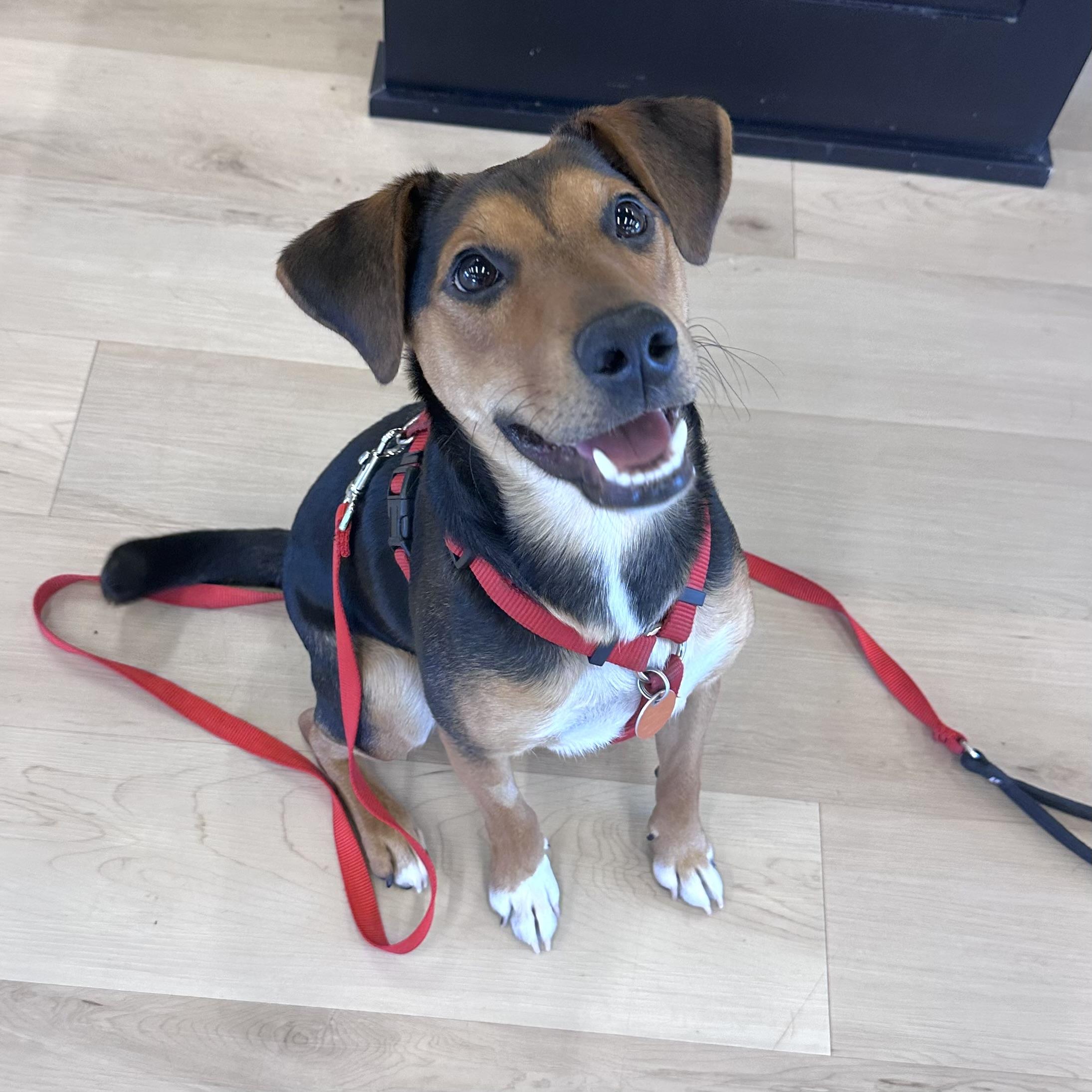 Marty, an adopted mixed breed in Prior Lake, MN image 1/6