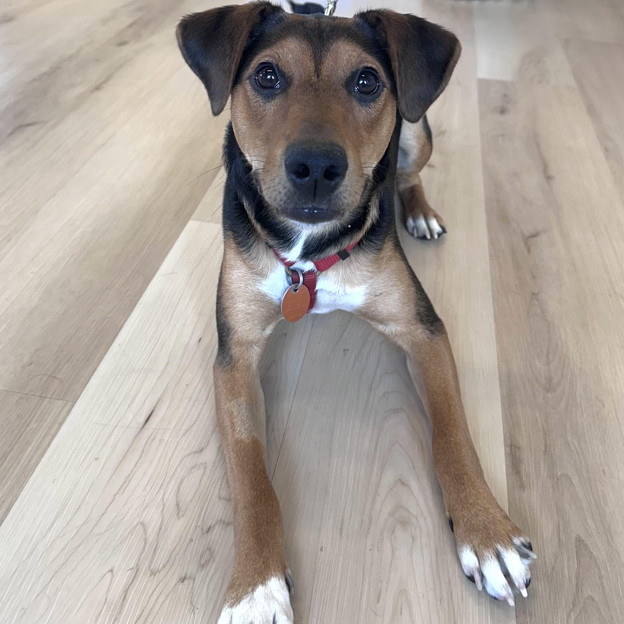 Marty, an adopted mixed breed in Prior Lake, MN image 5/6