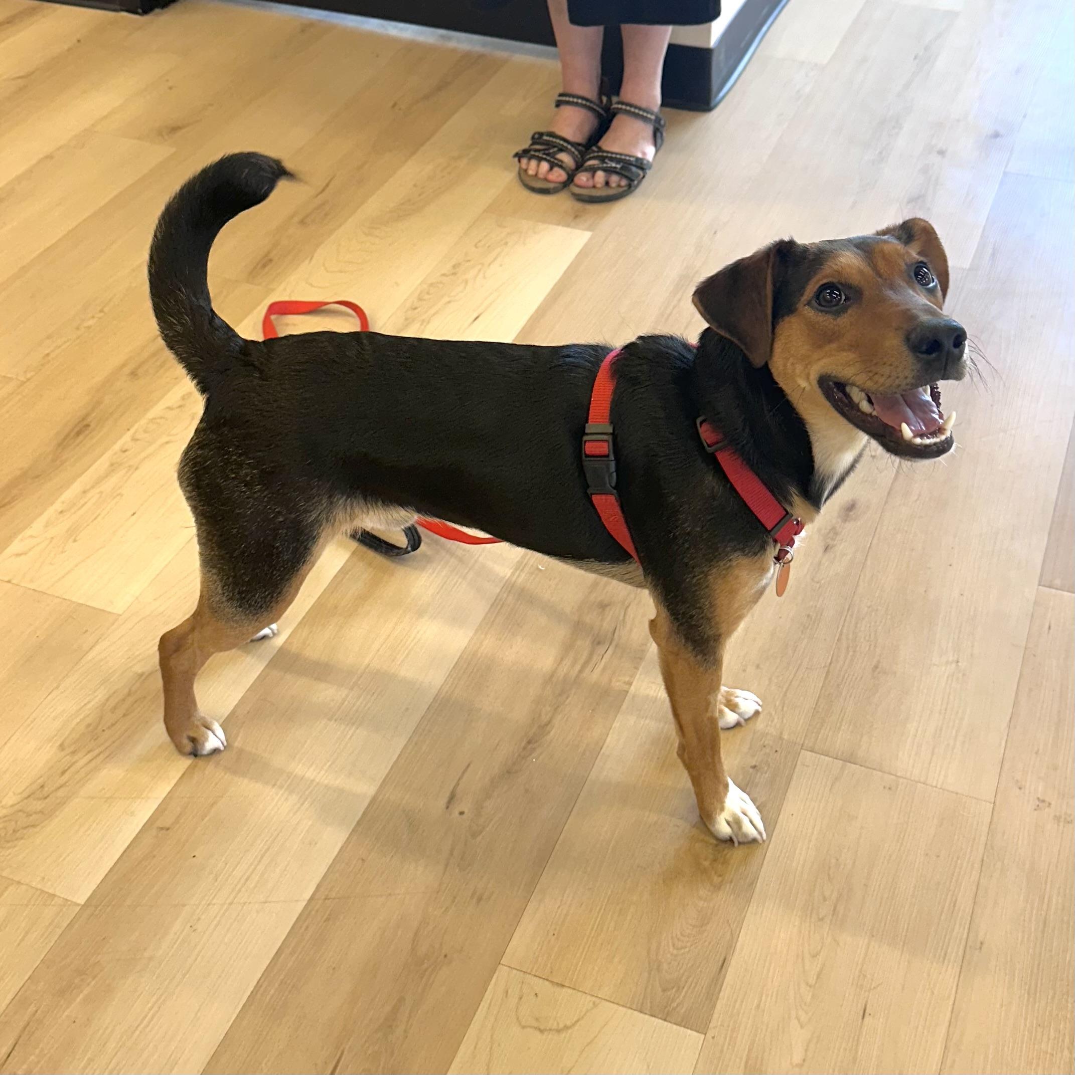 Marty, an adopted mixed breed in Prior Lake, MN image 4/6
