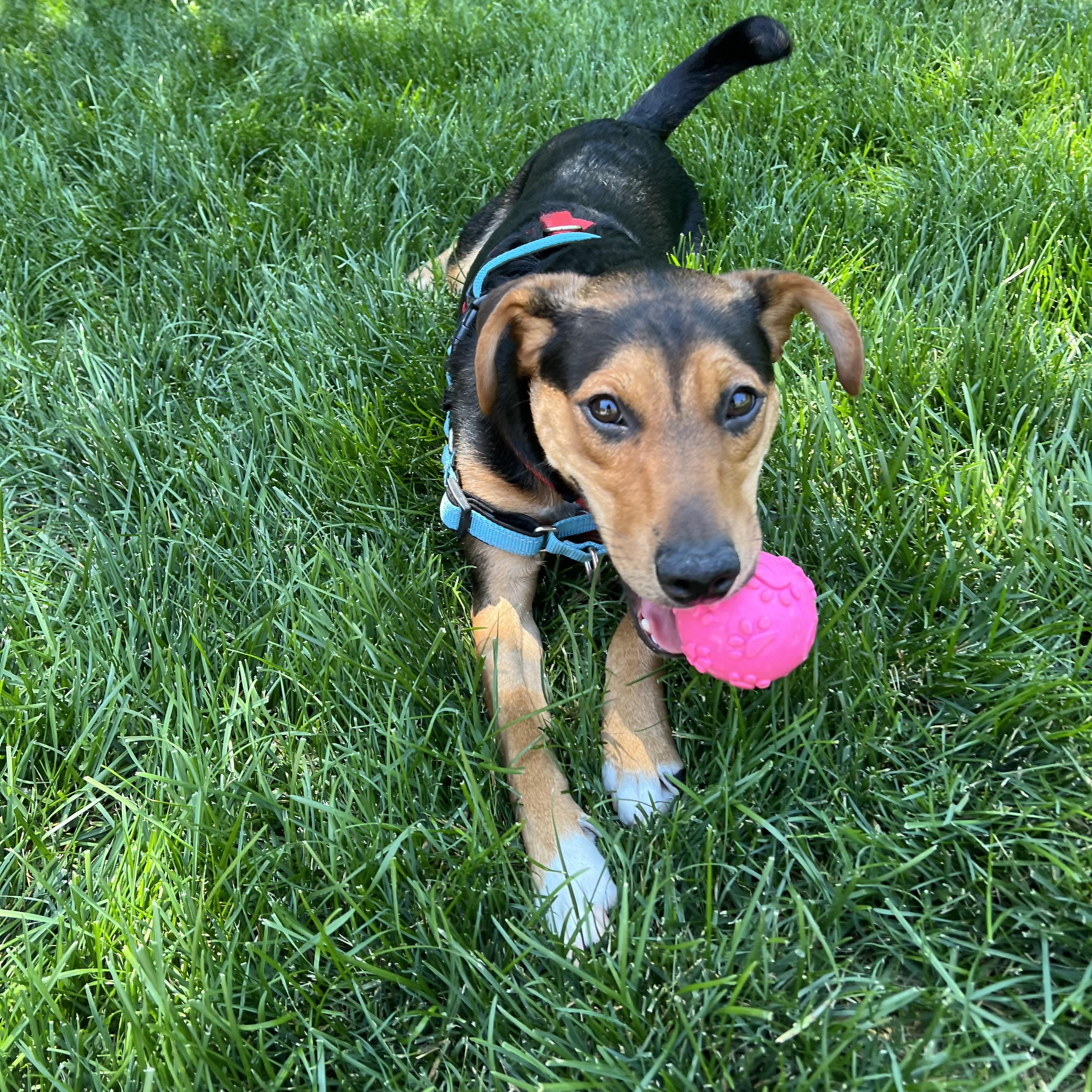 Marty, an adopted mixed breed in Prior Lake, MN image 6/6