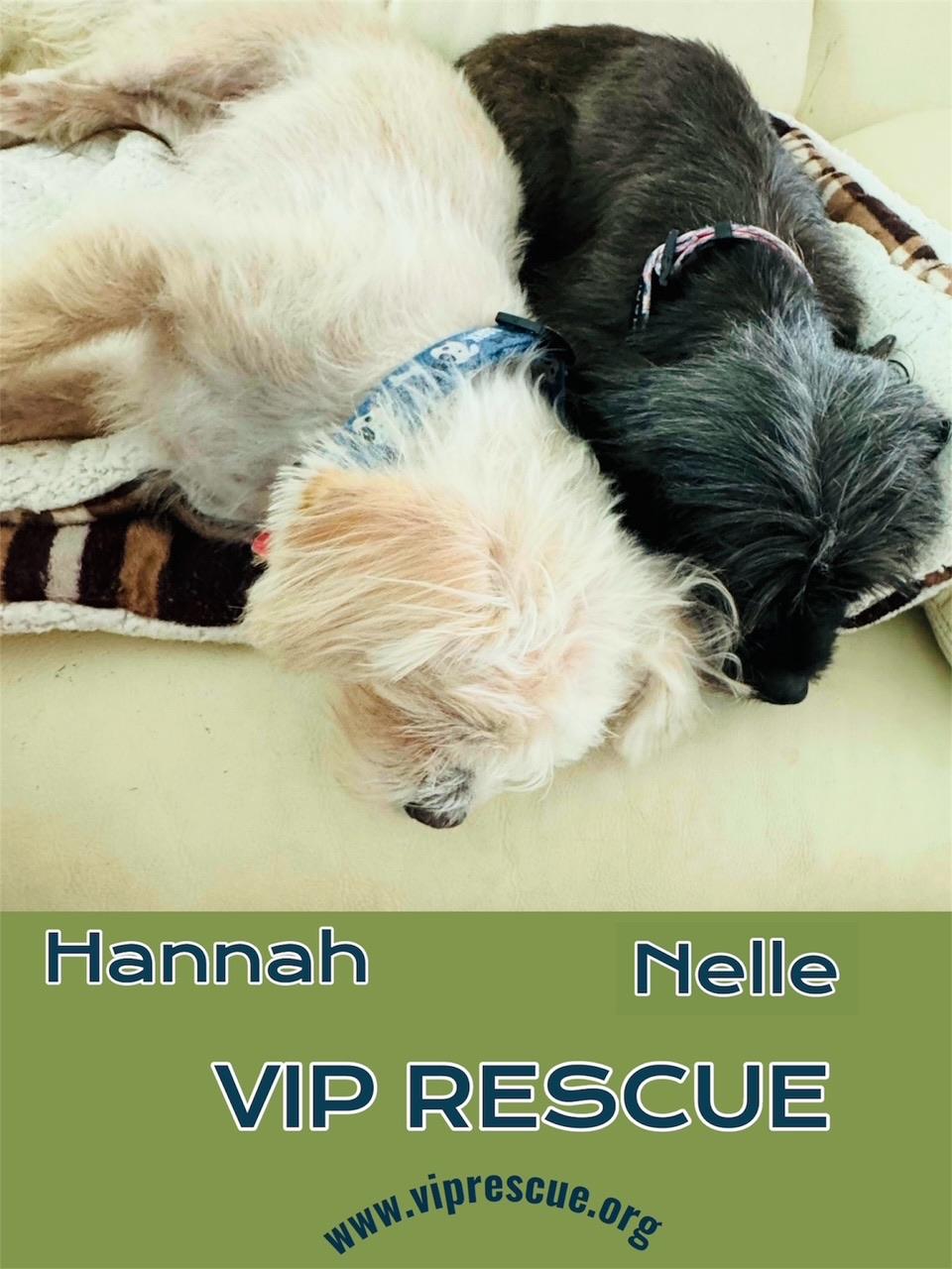 Enlarge Hannah and Nelle / Bonded girls / Largo, a Adoptable mixed breed in Redington Beach, FL image 2/6