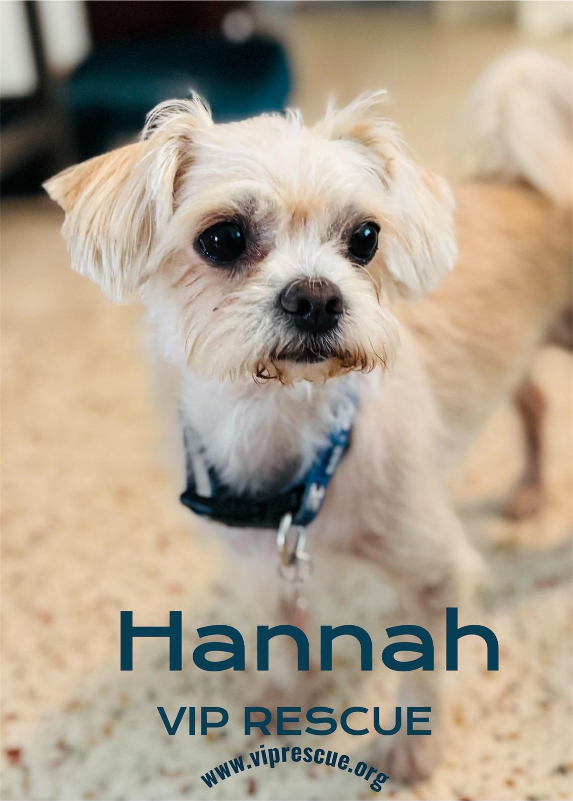 Enlarge Hannah and Nelle / Bonded girls / Largo, a Adoptable mixed breed in Redington Beach, FL image 6/6