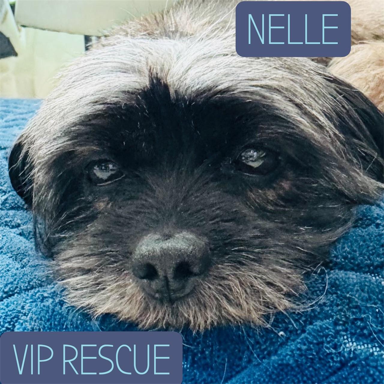 Enlarge Hannah and Nelle / Bonded girls / Largo, a Adoptable mixed breed in Redington Beach, FL image 5/6