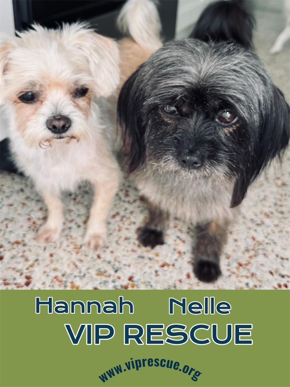 Hannah and Nelle / Bonded girls / Largo, Adoptable, Adult Female Shih Tzu.