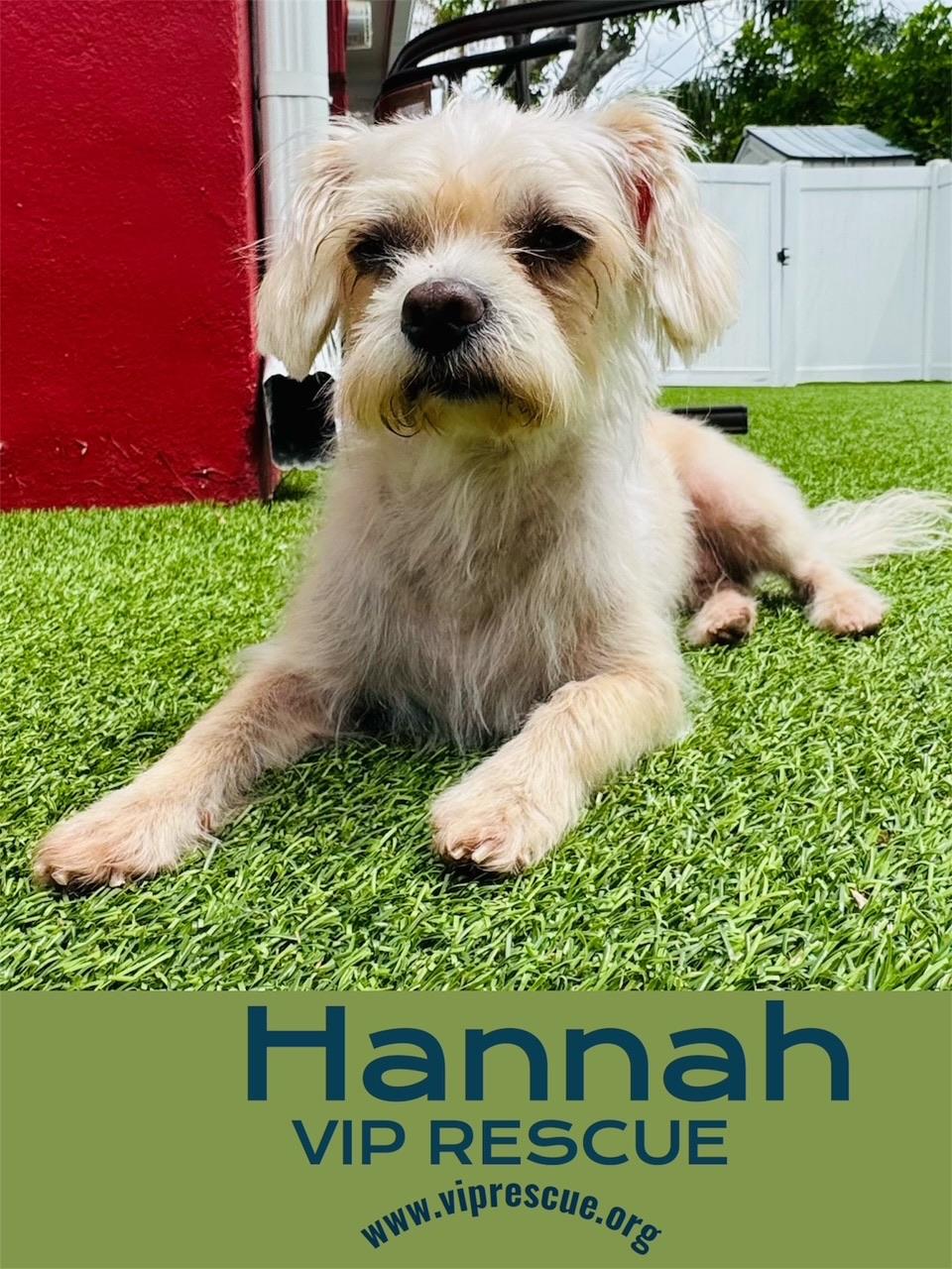 Enlarge Hannah and Nelle / Bonded girls / Largo, a Adoptable mixed breed in Redington Beach, FL image 3/6