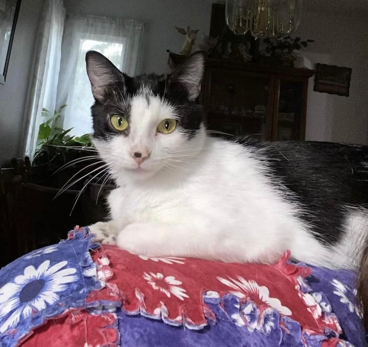 Sunshine, a Adoptable mixed breed in Omaha, NE image 1/3