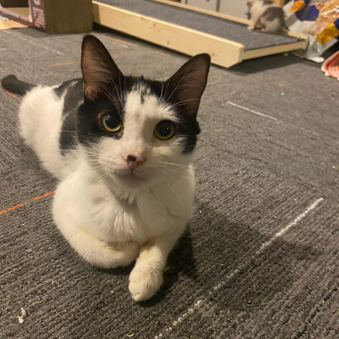 Sunshine, a Adoptable mixed breed in Omaha, NE image 2/3