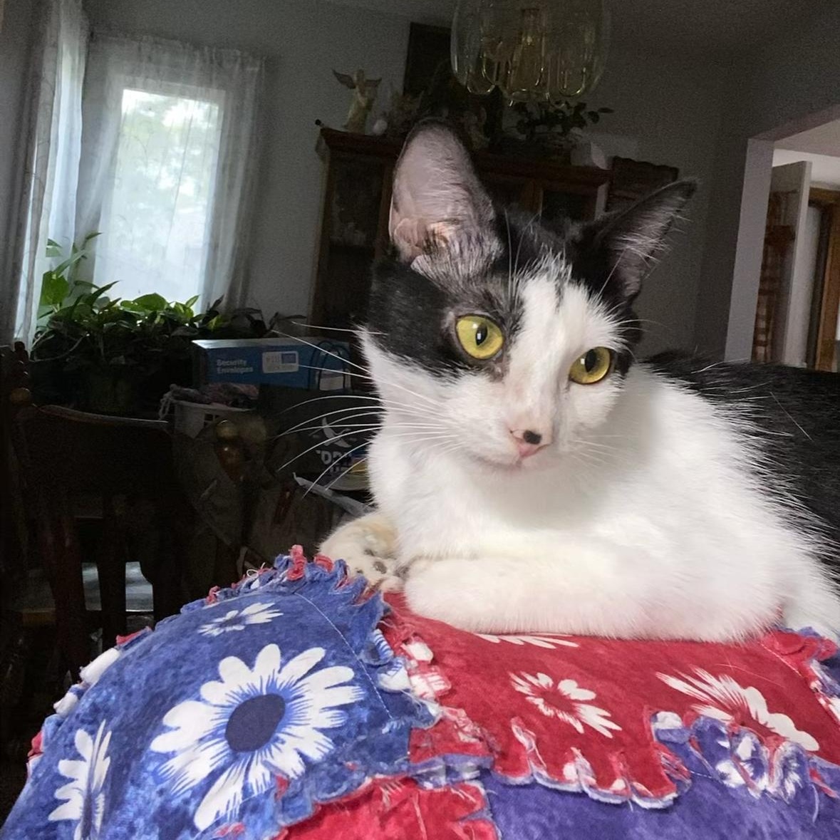 Sunshine, a Adoptable mixed breed in Omaha, NE image 3/3