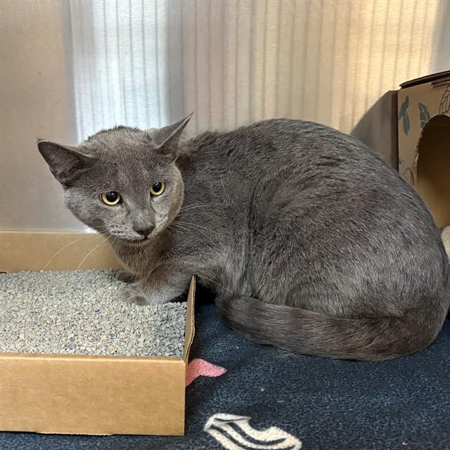 WHISPER, Adoptable, Young Male Domestic Short Hair.