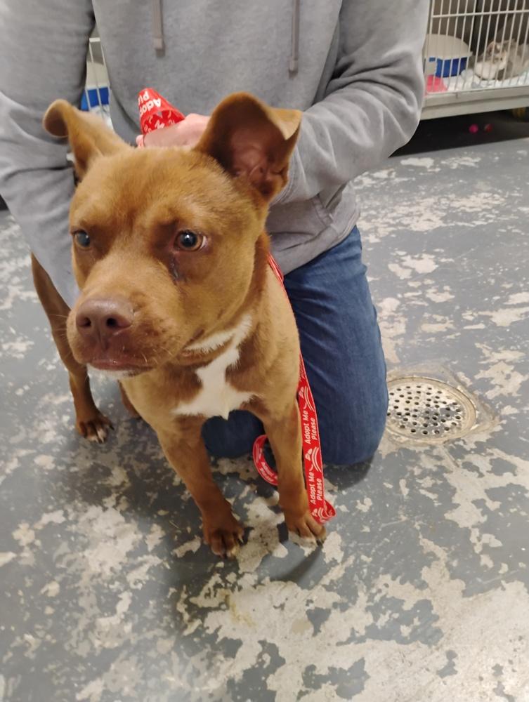 Enlarge Dalton, a Adoptable mixed breed in Linton, IN image 1/3