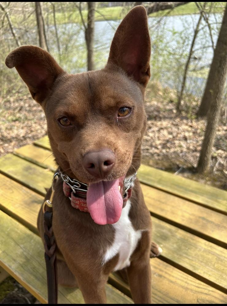 Enlarge Dalton, a Adoptable mixed breed in Linton, IN image 2/4