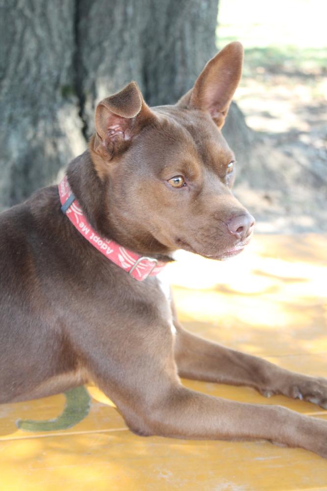 Enlarge Dalton, a Adoptable mixed breed in Linton, IN image 2/3