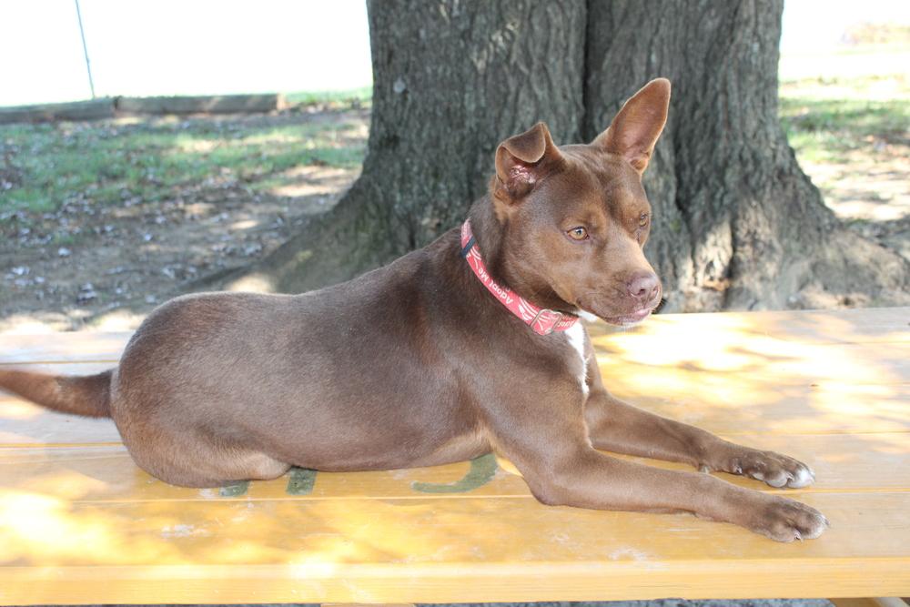 Enlarge Dalton, a Adoptable mixed breed in Linton, IN image 3/3