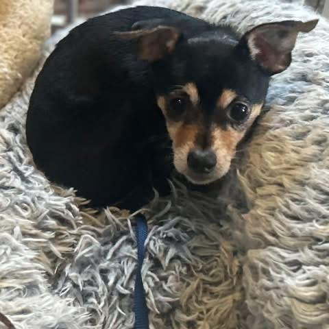 Angry Angus, adopted, Senior Male Chihuahua.