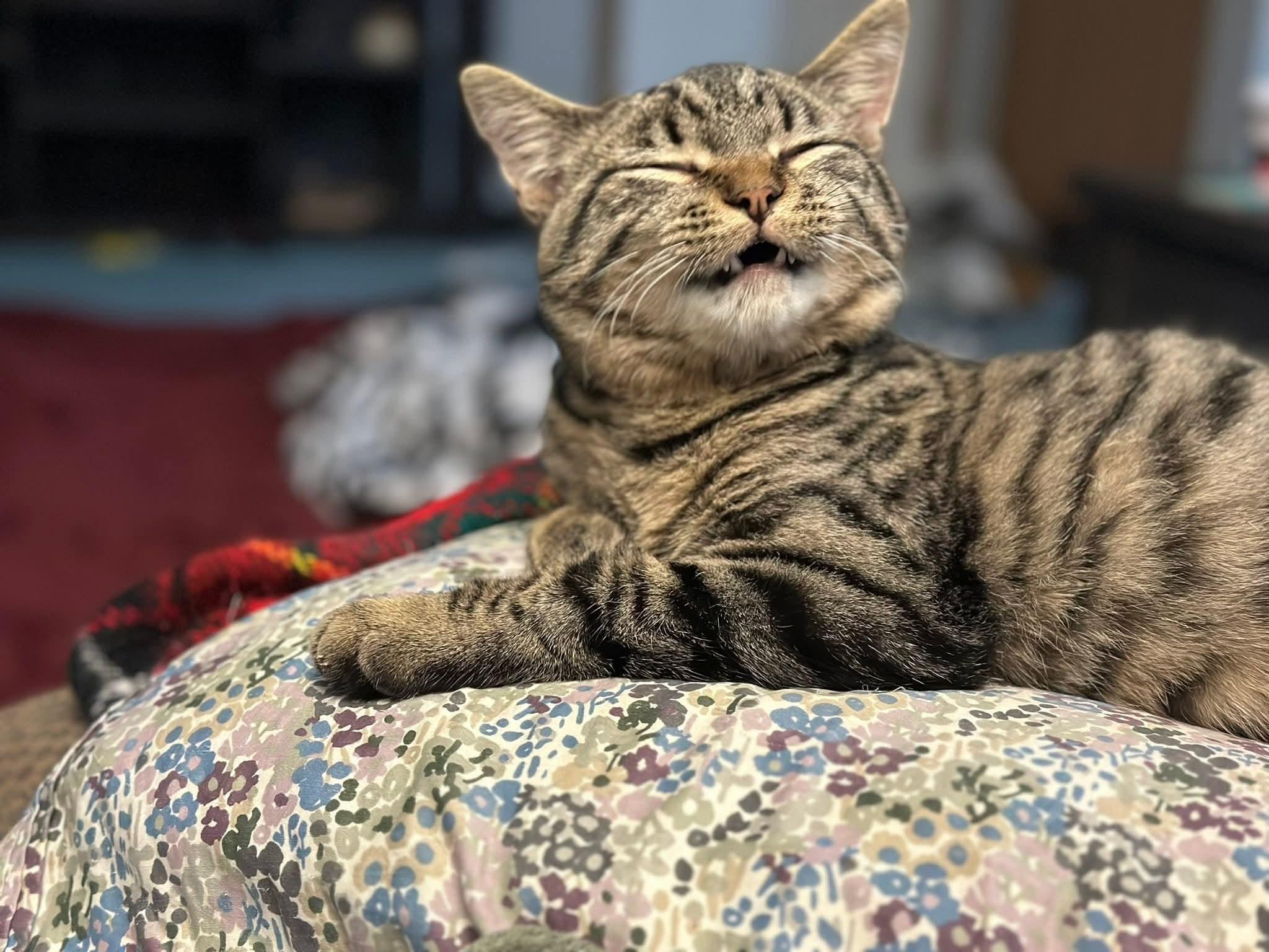 Enlarge Rye, a ADOPTABLE Domestic Short Hair in Onalaska, WI image 1/2