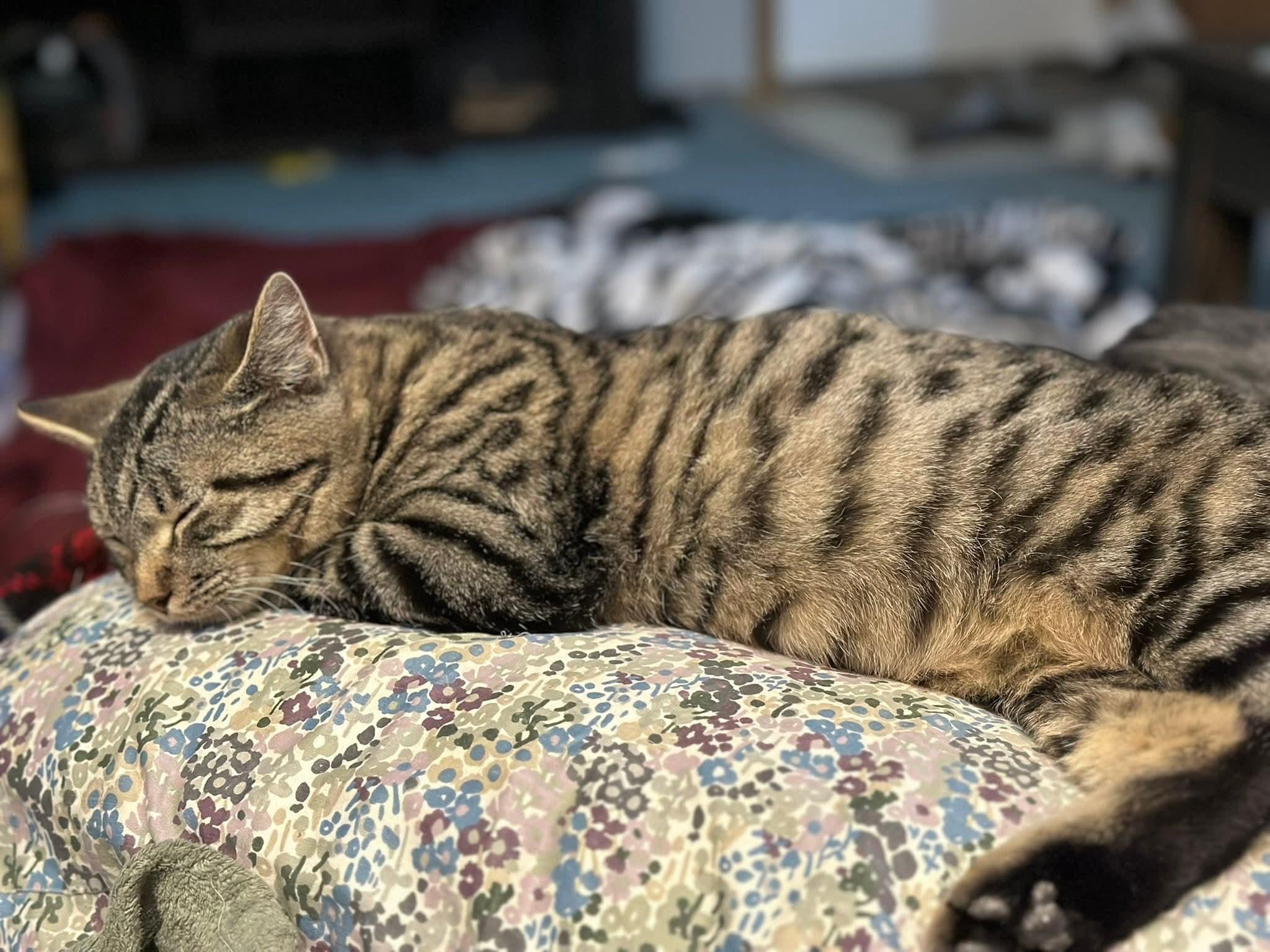 Enlarge Rye, a ADOPTABLE Domestic Short Hair in Onalaska, WI image 2/2