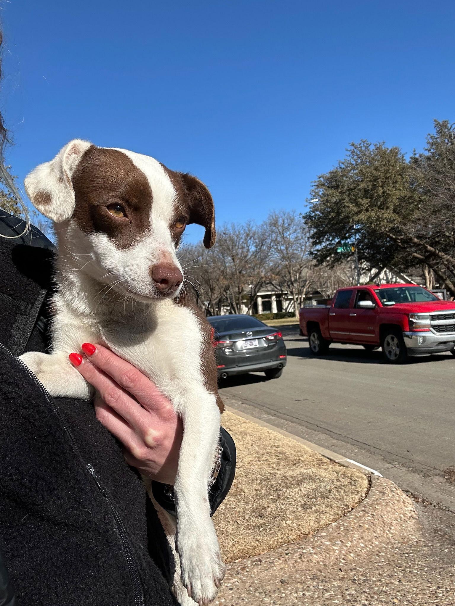 Teagan - ADOPTION IN PROCESS, Adoptable, Young Male Chihuahua.