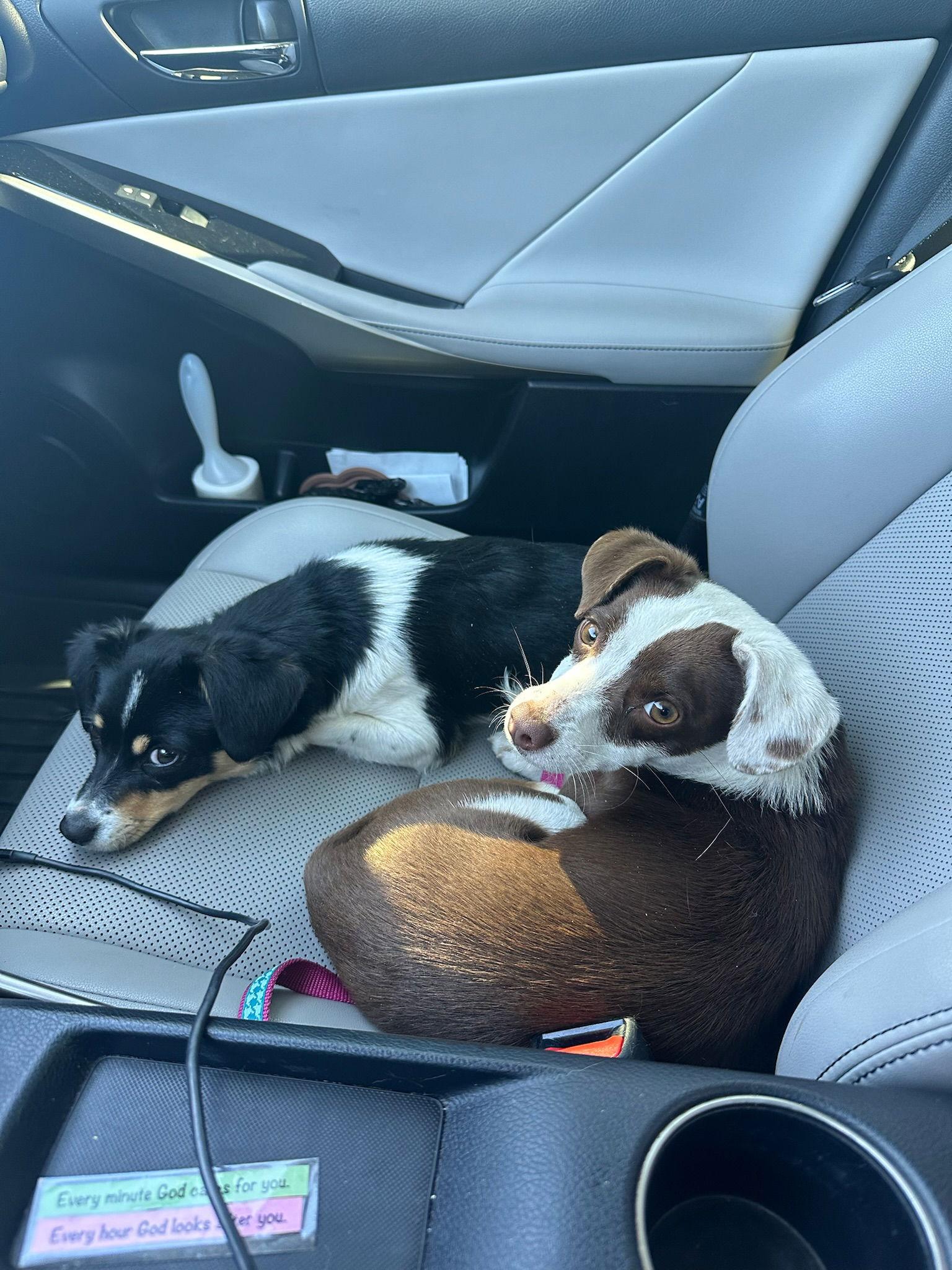 Enlarge Teagan - ADOPTION IN PROCESS, a Adoptable Chihuahua in Grafton, WI image 2/2