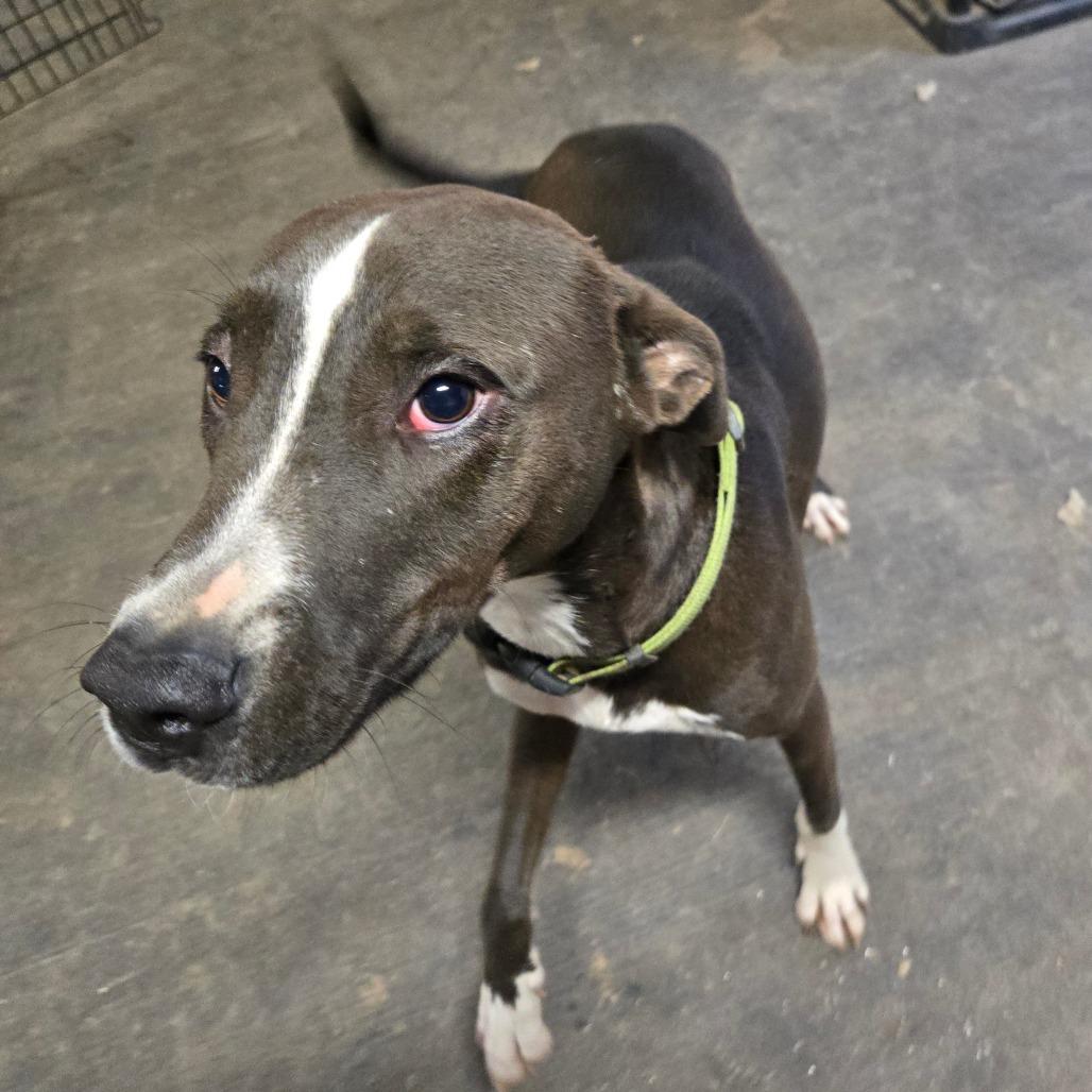 Enlarge Roscoe, a Adoptable mixed breed in Waggaman, LA image 1/2
