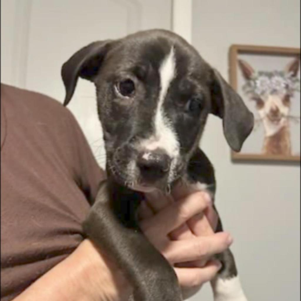 Enlarge Roscoe, a Adoptable mixed breed in Waggaman, LA image 2/2