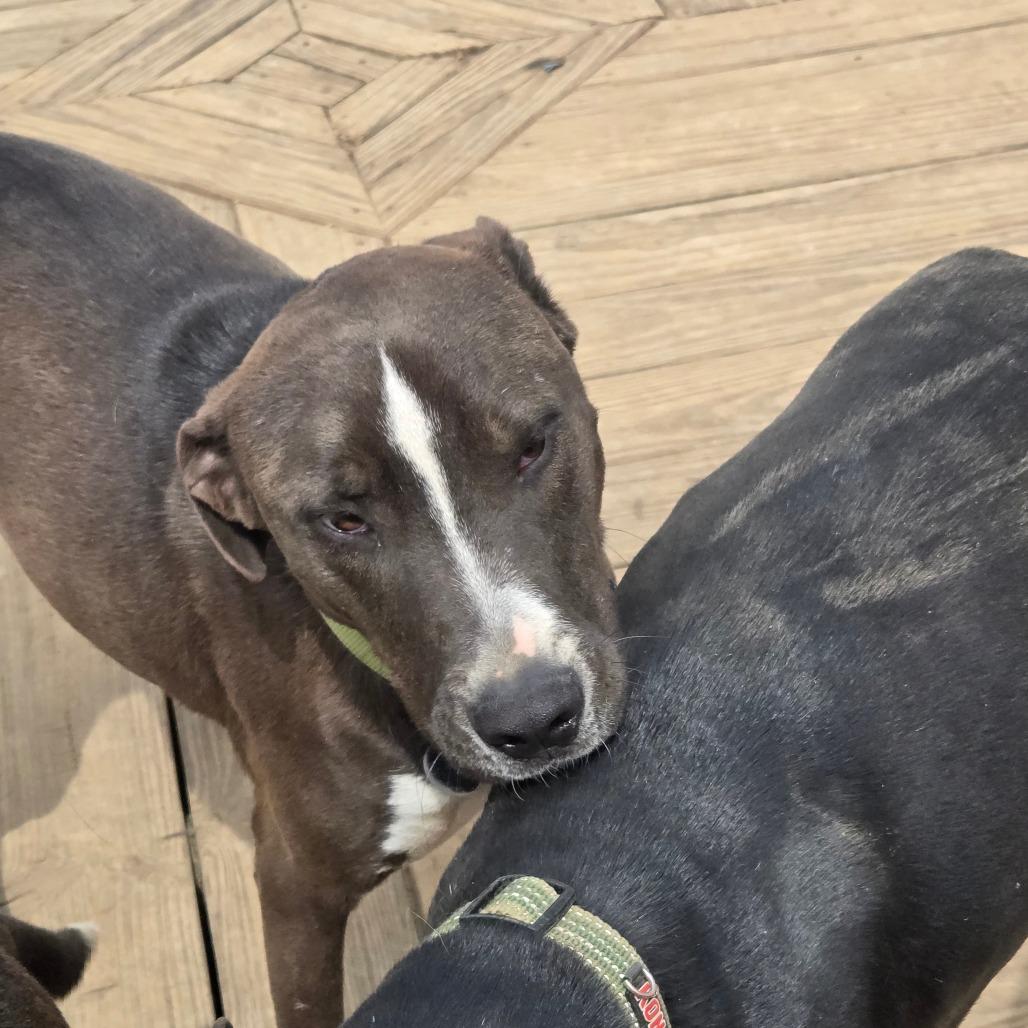 Enlarge Roscoe, a Adoptable mixed breed in Waggaman, LA image 3/3