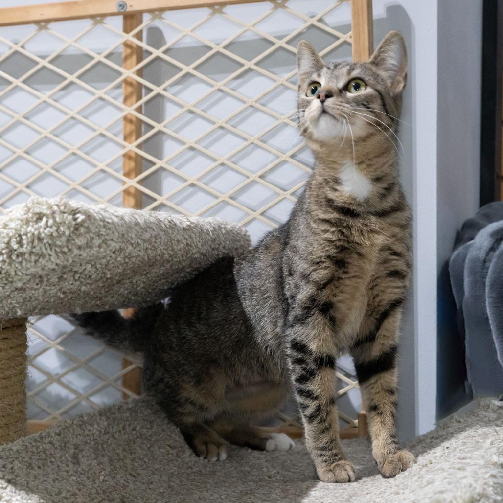 Nessa, Adoptable, Young Female Domestic Short Hair.