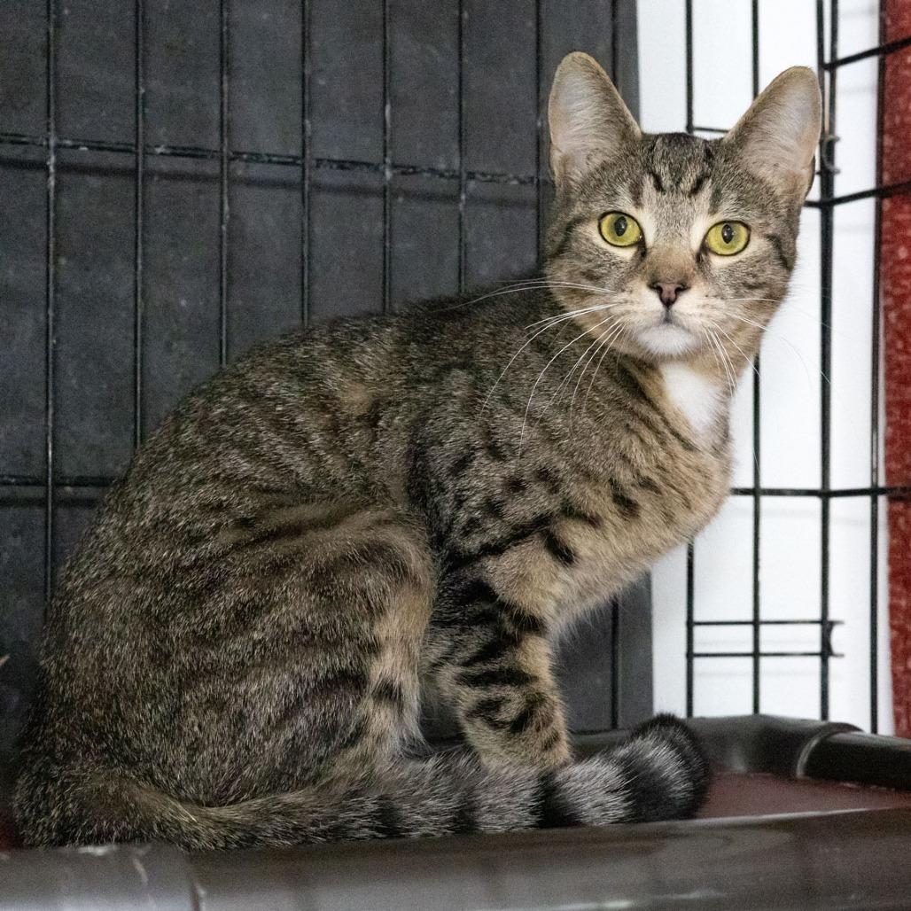 Enlarge Nessa, a Adoptable Domestic Short Hair in McKean, PA image 2/6