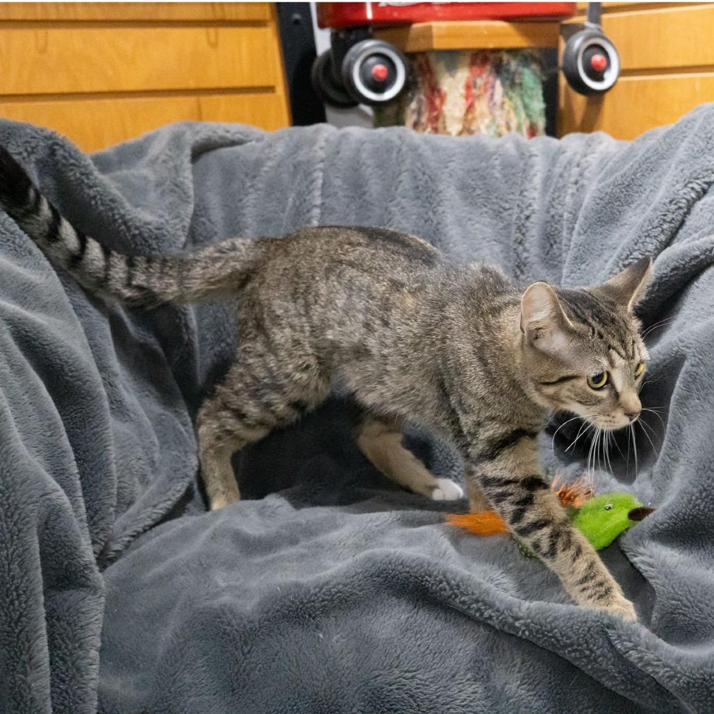 Enlarge Nessa, a Adoptable Domestic Short Hair in McKean, PA image 3/6
