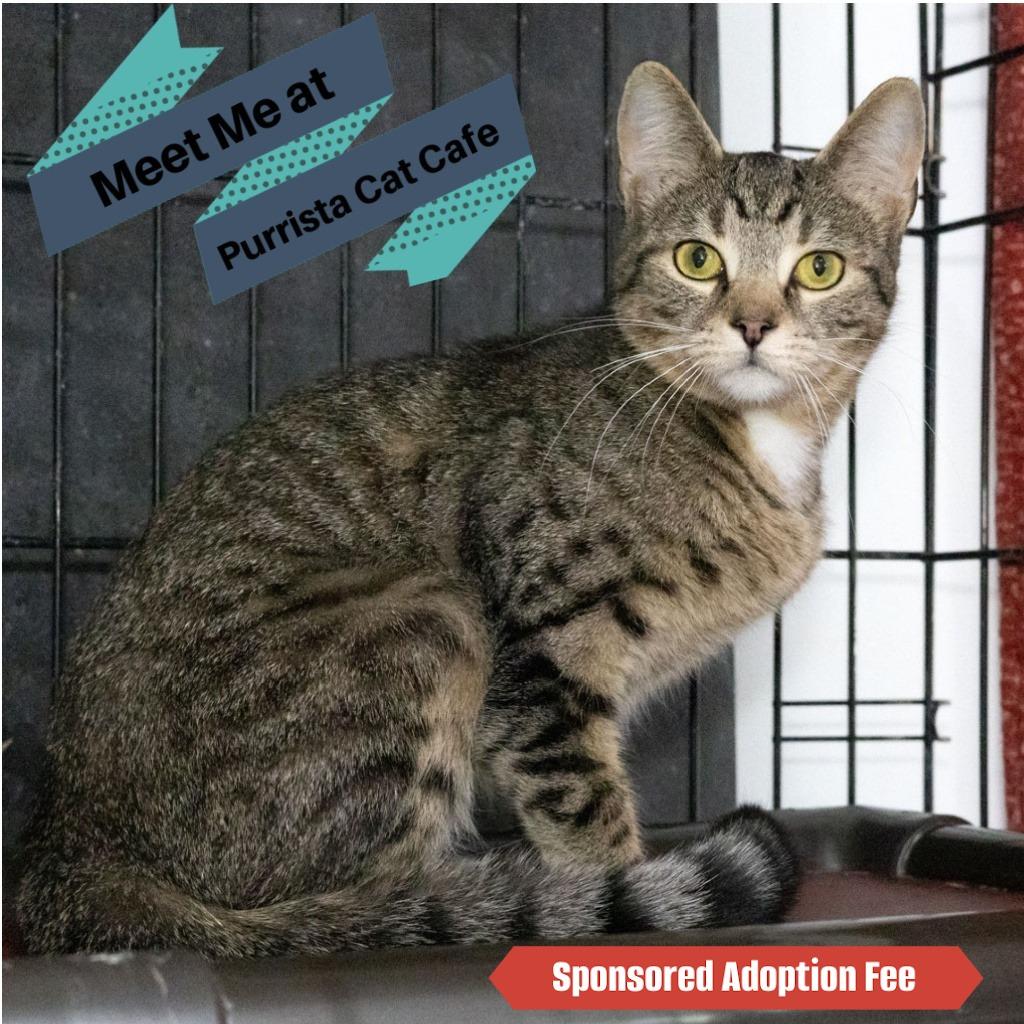 Enlarge Nessa, a Adoptable Domestic Short Hair in McKean, PA image 4/6