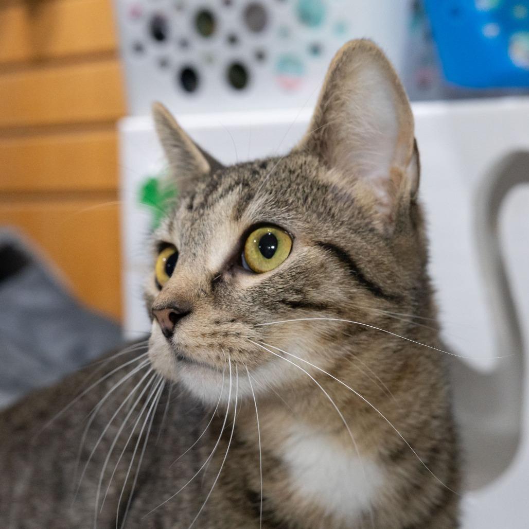 Enlarge Nessa, a Adoptable Domestic Short Hair in McKean, PA image 5/6