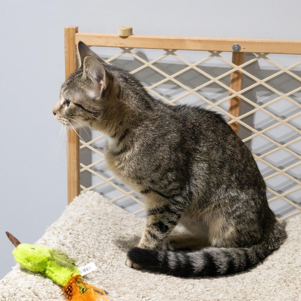 Enlarge Nessa, a Adoptable Domestic Short Hair in McKean, PA image 6/6