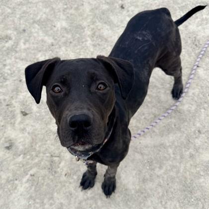 Purdy, Adoptable, Adult Female Mixed Breed & Mixed Breed.