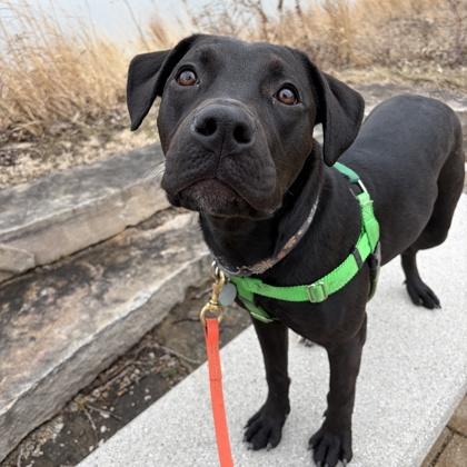 Enlarge Purdy, a Adoptable mixed breed in Wheaton, IL image 2/3