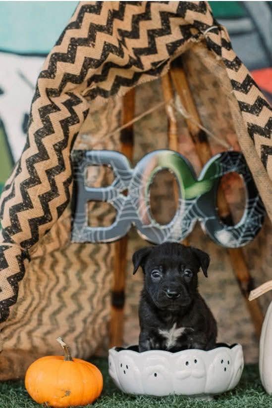 DRACULA tinycauseadopt@gmail.com