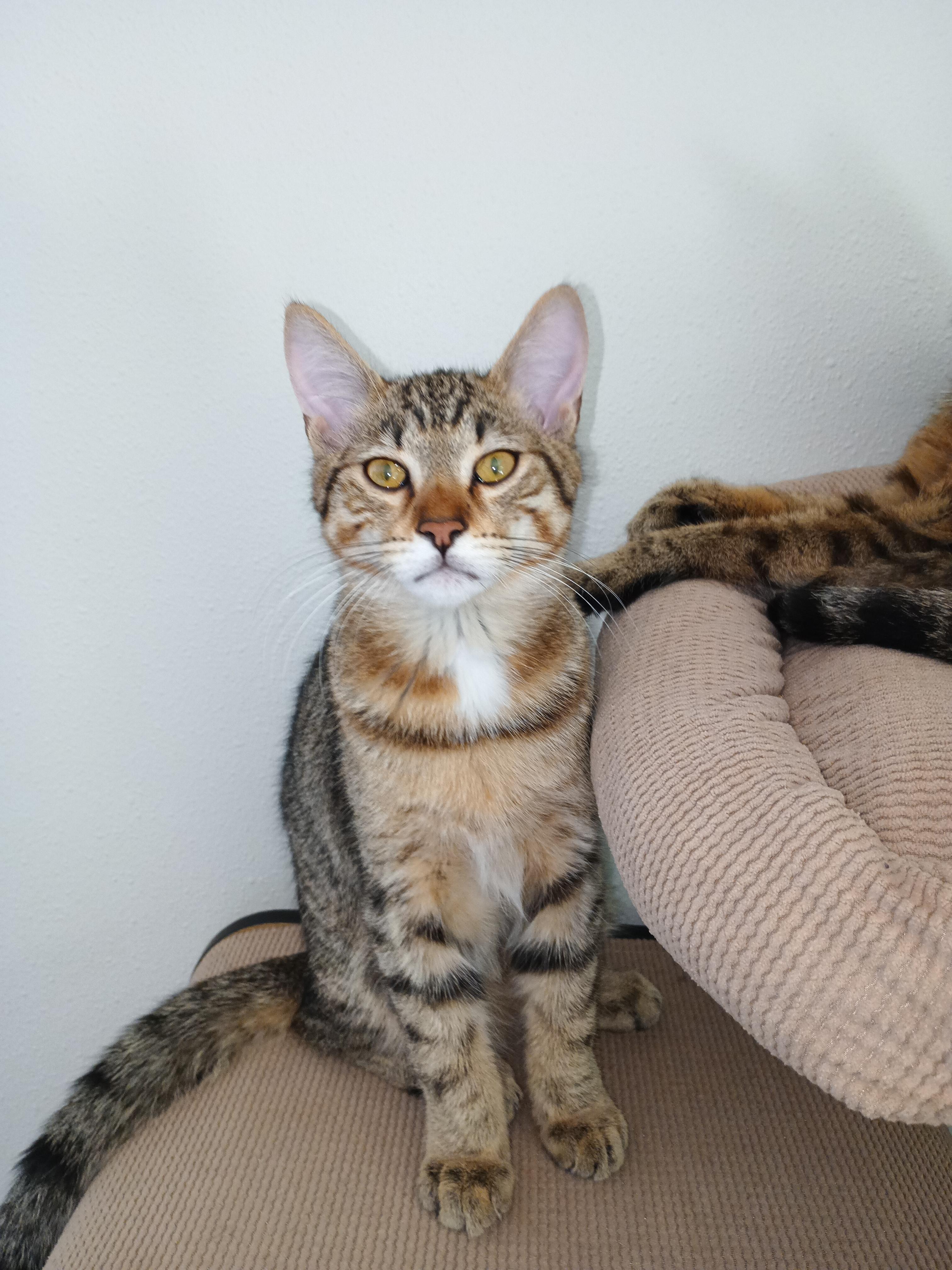 Clovis, ADOPTABLE, Kitten Male Domestic Short Hair.