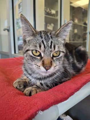 Bob, ADOPTABLE, Adult Male Domestic Short Hair.