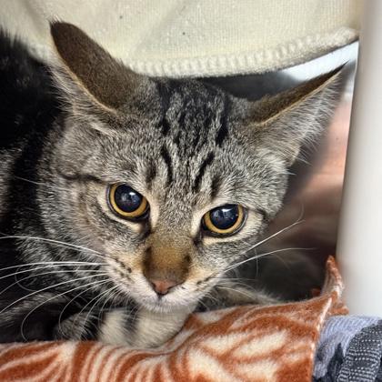 Enlarge Bob, a ADOPTABLE mixed breed in Lansing, MI image 3/3