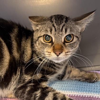 Enlarge Bob, a ADOPTABLE mixed breed in Lansing, MI image 2/3