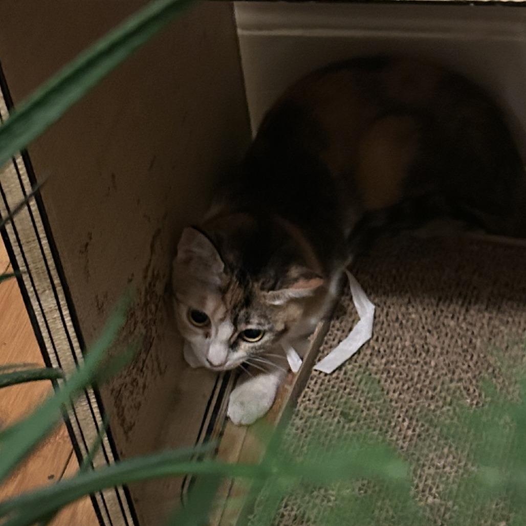 Enlarge Eloise, a Adoptable Domestic Short Hair in New York, NY image 1/6