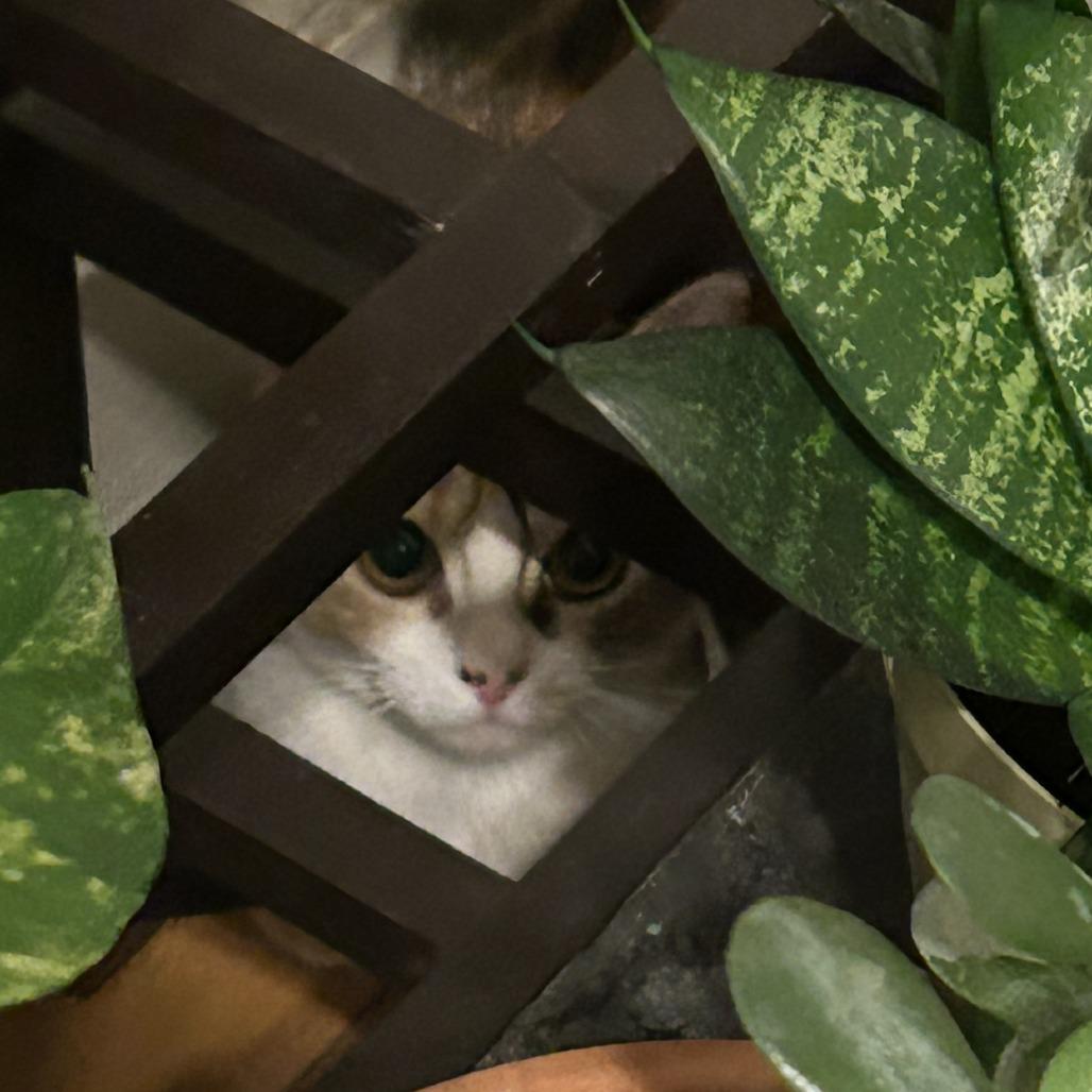 Enlarge Eloise, a Adoptable Domestic Short Hair in New York, NY image 2/6