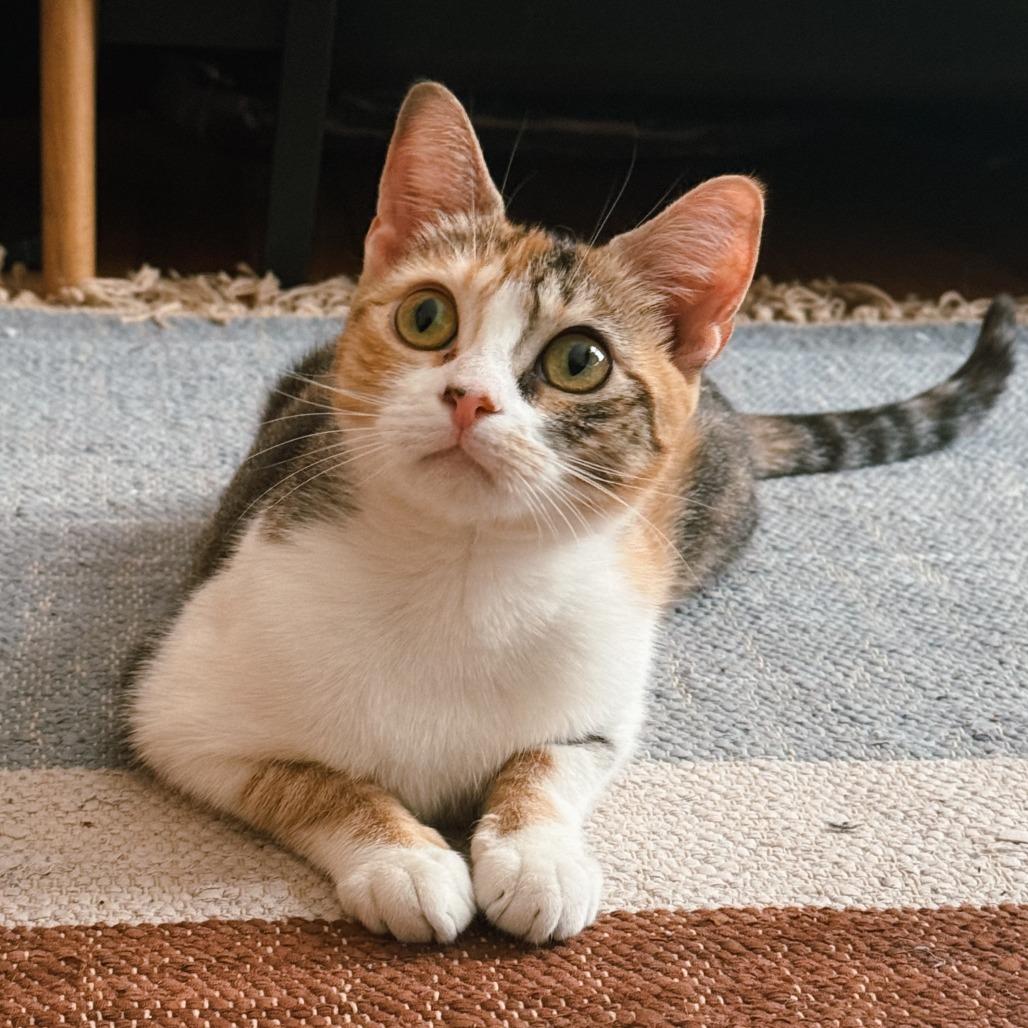 Enlarge Eloise, a Adoptable Domestic Short Hair in New York, NY image 3/6