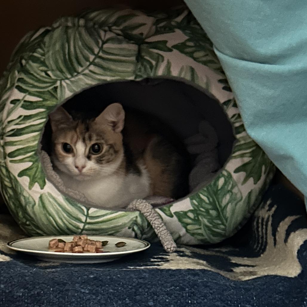 Enlarge Eloise, a Adoptable Domestic Short Hair in New York, NY image 4/6