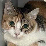 Enlarge Eloise, a Adoptable Domestic Short Hair in New York, NY image 5/6