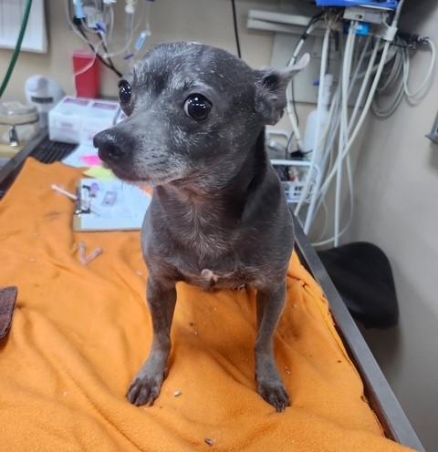 Ringo, an adopted Chihuahua in Tulsa, OK image 2/3