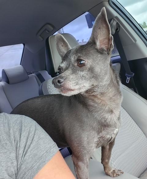 Ringo, adopted, Adult Male Chihuahua.