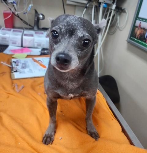 Ringo, an adopted Chihuahua in Tulsa, OK image 3/3