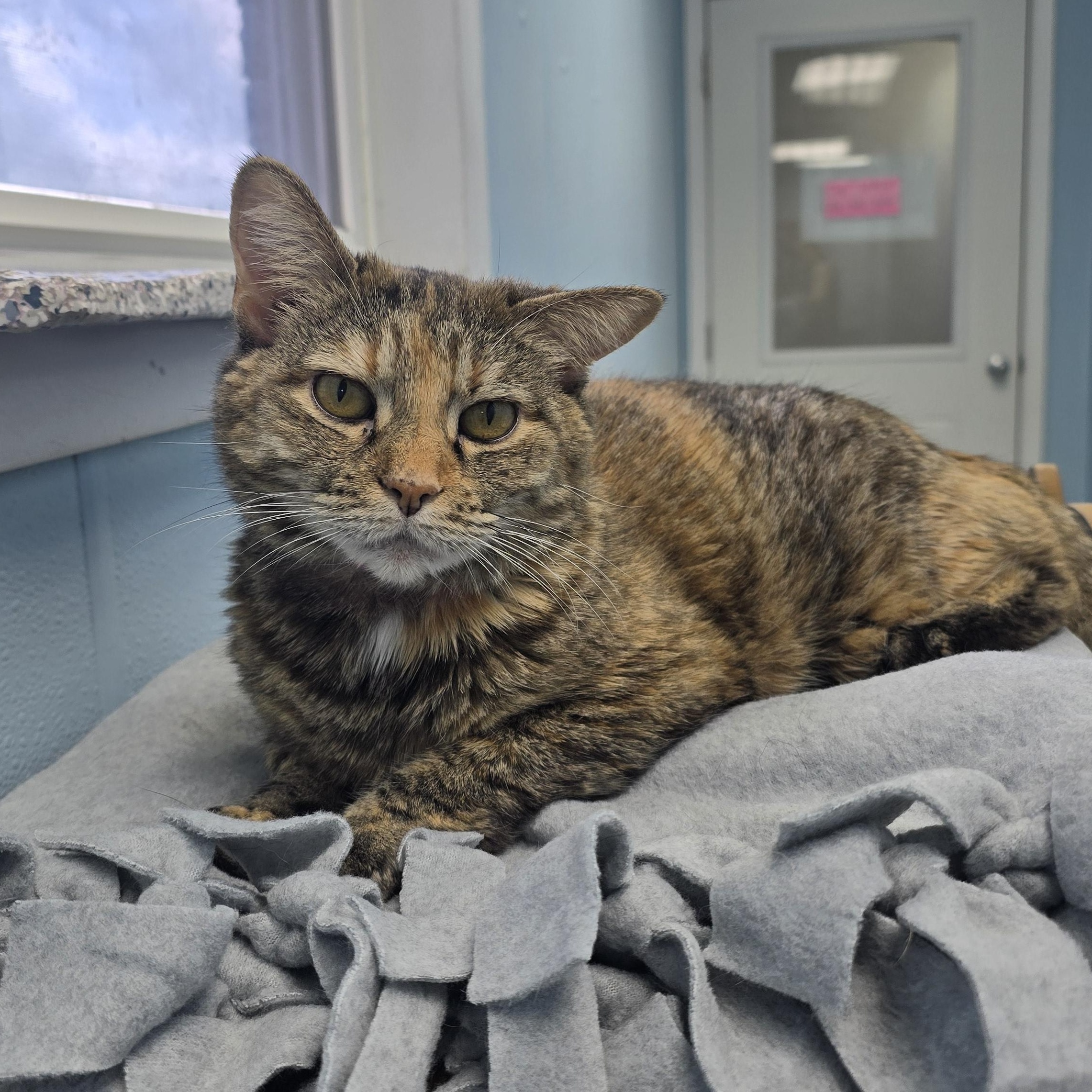 Rosalie, ADOPTABLE, Adult Female Domestic Short Hair.