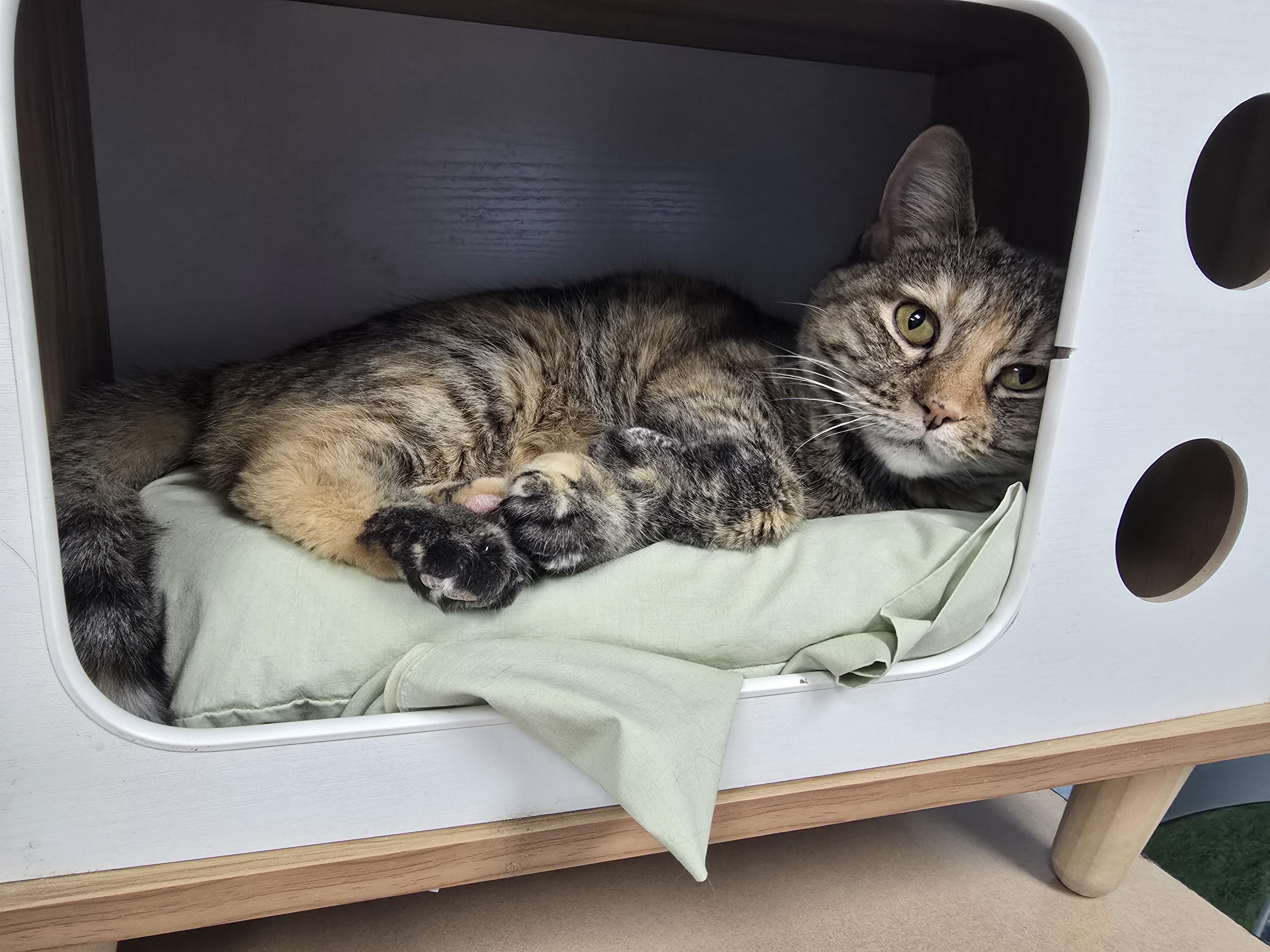 Enlarge Rosalie, a ADOPTABLE Domestic Short Hair in Farmington, MO image 1/1