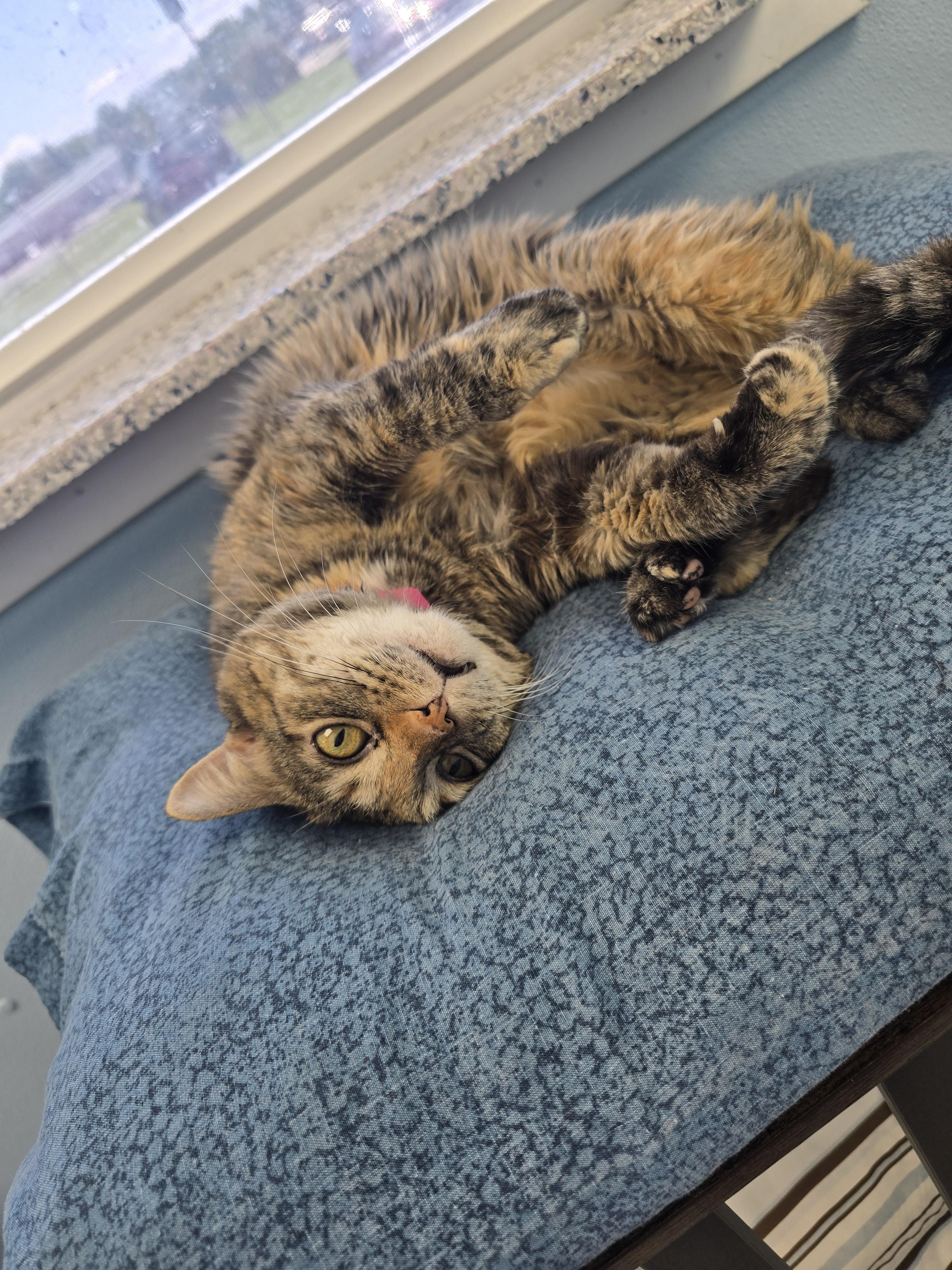 Enlarge Rosalie, a Adopted Domestic Short Hair in Farmington, MO image 3/3